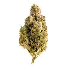 Alien Dawg