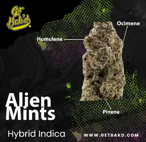Alien Mints - 3.5g Units