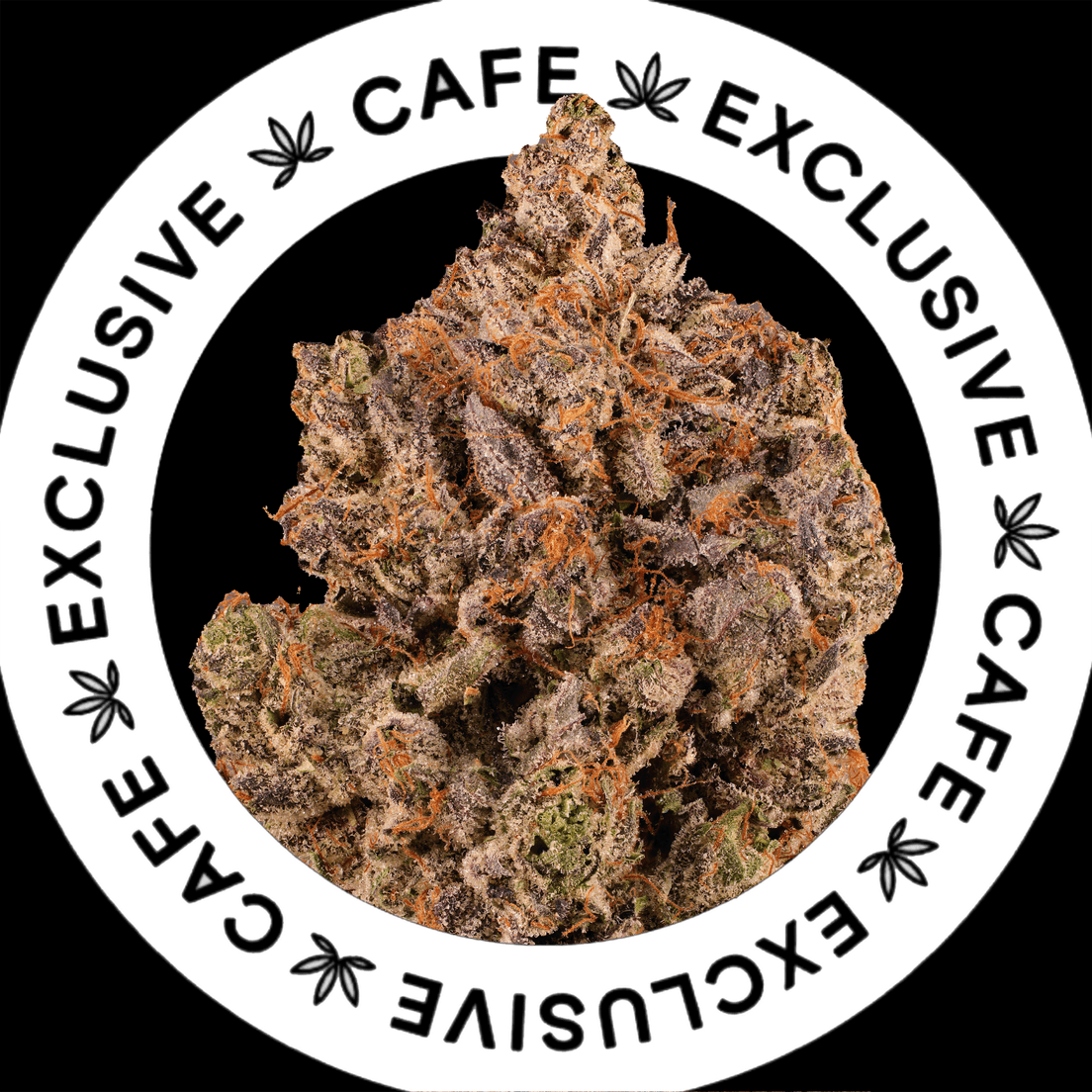 7G CAFE EXCLUSIVES- PINK VENOM