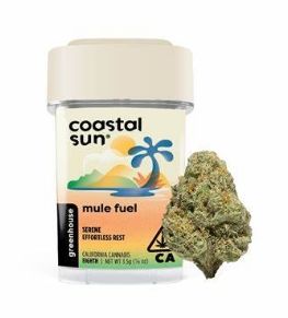 Coastal Sun - Mule Fuel 3.5g