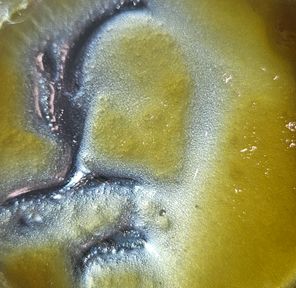 Ace Ultra - Dab - Rose Serenade - 1G