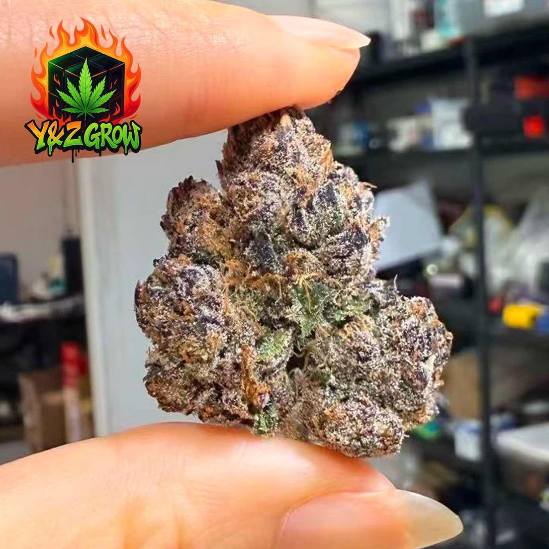 ?NEW?Blue Razz (Indica 60%) - Premium