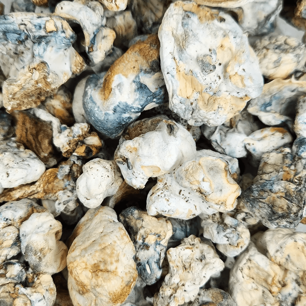 BLUE MUTANT MUSHROOMS