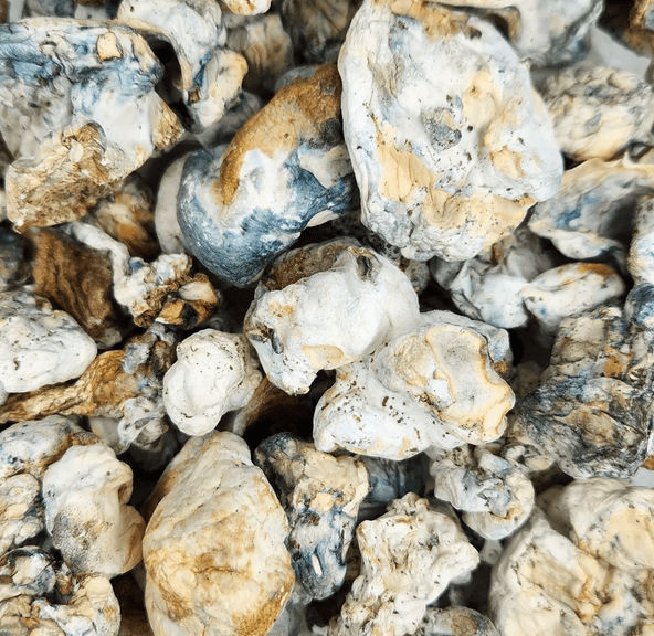 BLUE MUTANT MUSHROOMS