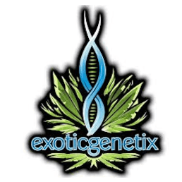 Cheeze Quake | 4 X 1g Pack