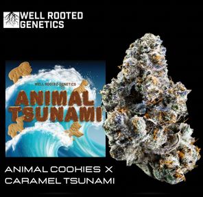 Animal Tsunami - Well Rooted