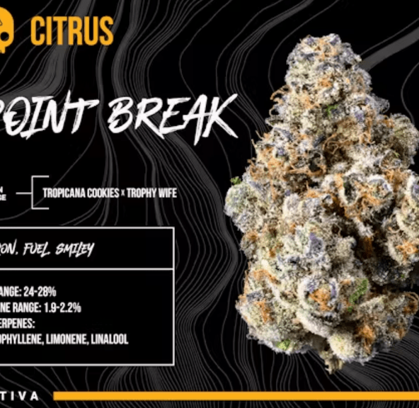 BOSKY- 3.5 POINT BREAK