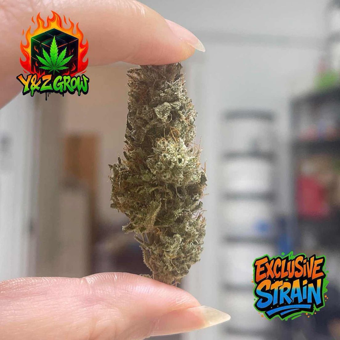 ❤️9/15BACK IN STOCK❤️PIFF Haze (PURE SATIVA) - Premium