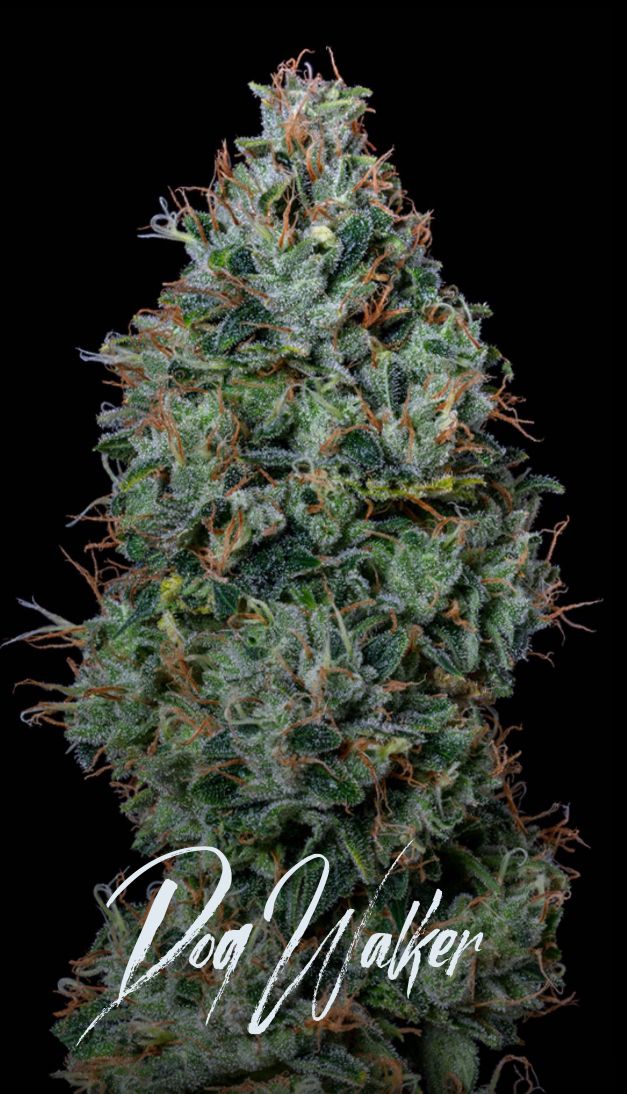 Alt Sol | Dogwalker OG - Flower | 3.5g | Indica-Hybrid