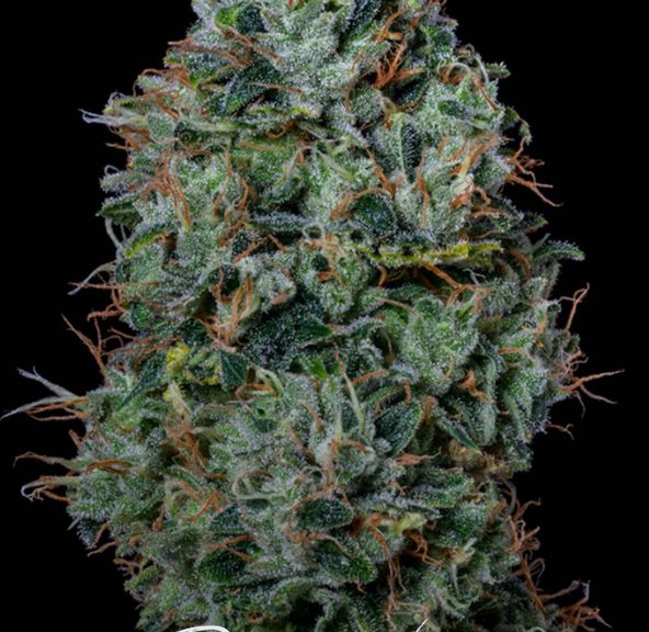 Alt Sol | Dogwalker OG - Flower | 3.5g | Indica-Hybrid