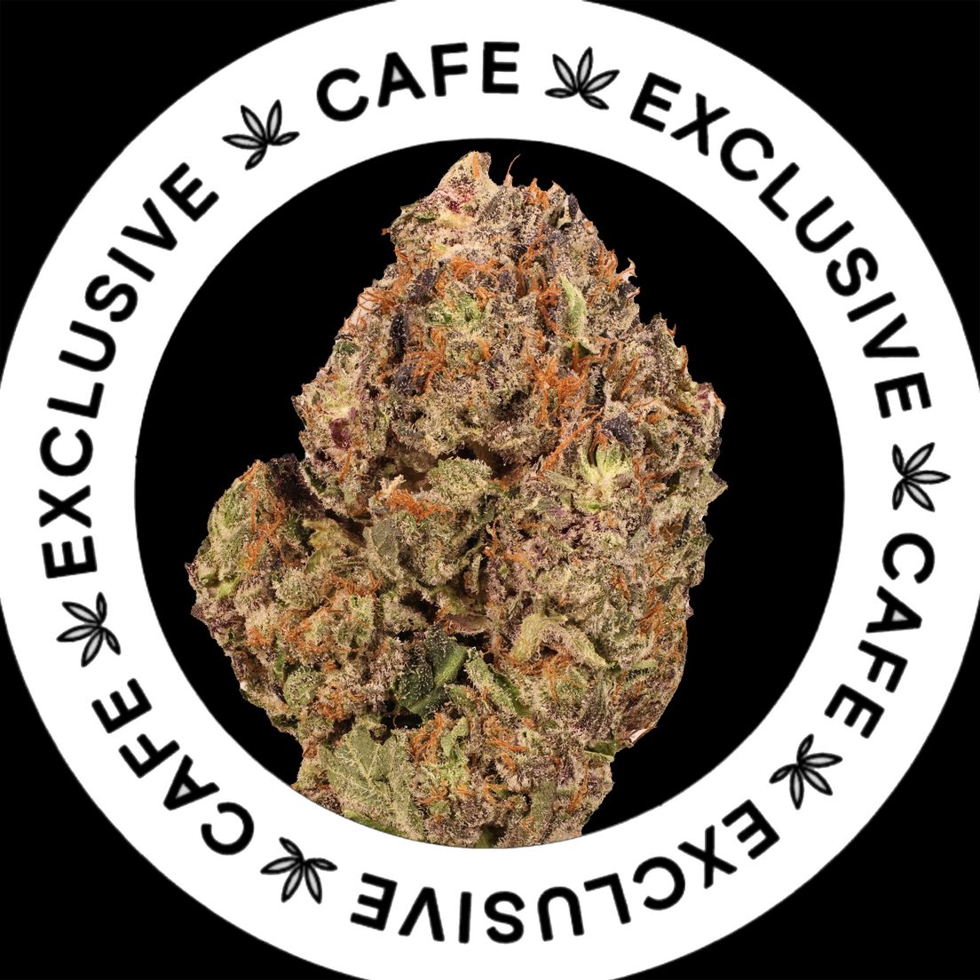 7G CAFE EXCLUSIVES- PINK ICE CREAM