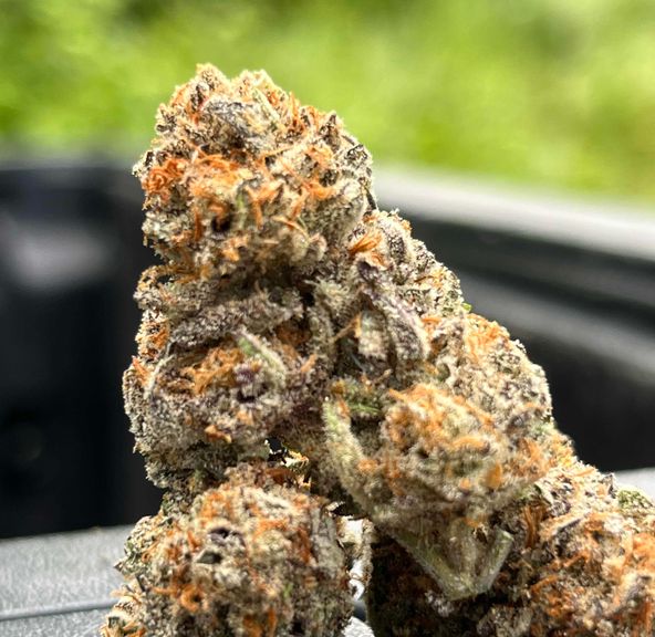 Mimosa