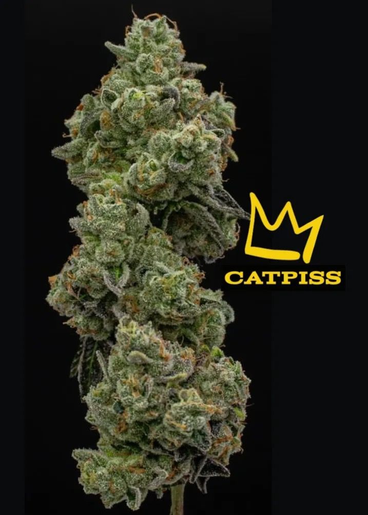 Cat Piss -Top Shelf By Green Dynasty