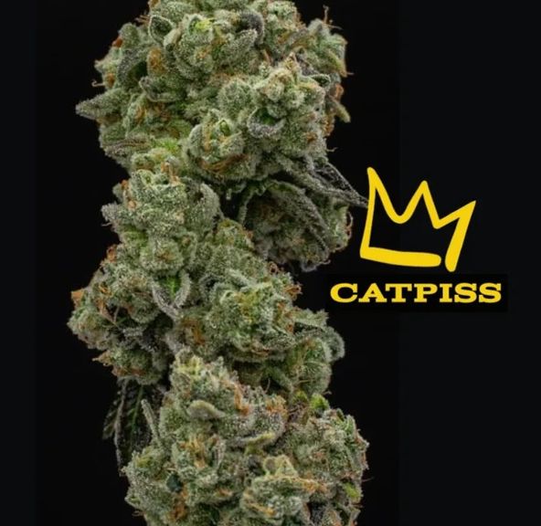 Cat Piss -Top Shelf By Green Dynasty
