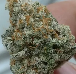 MAC