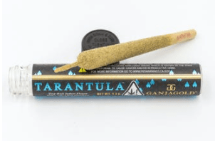 Tarantula Infused Pre Roll: Blue Label - Tropicanna Cookies (Hybrid)