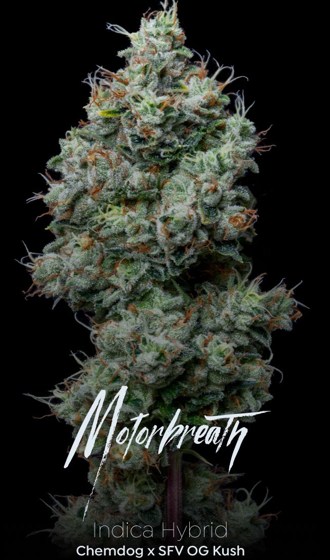 Alt Sol | Motorbreath - Flower | 3.5g | Indica-Hybrid
