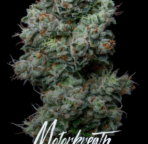 Alt Sol | Motorbreath - Flower | 3.5g | Indica-Hybrid
