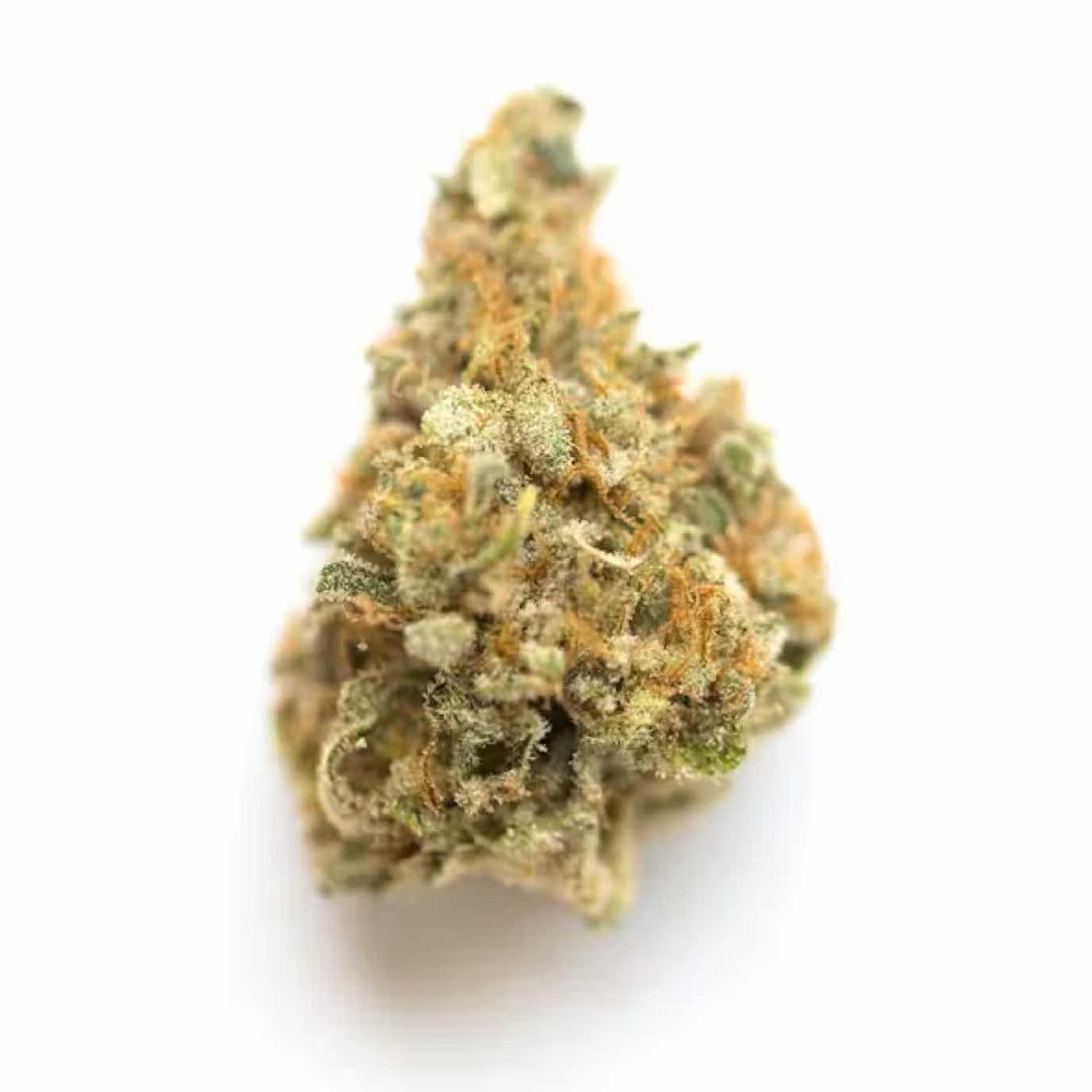 Kepos - Christmas Trees 14G - PREMIUM FLOWERS