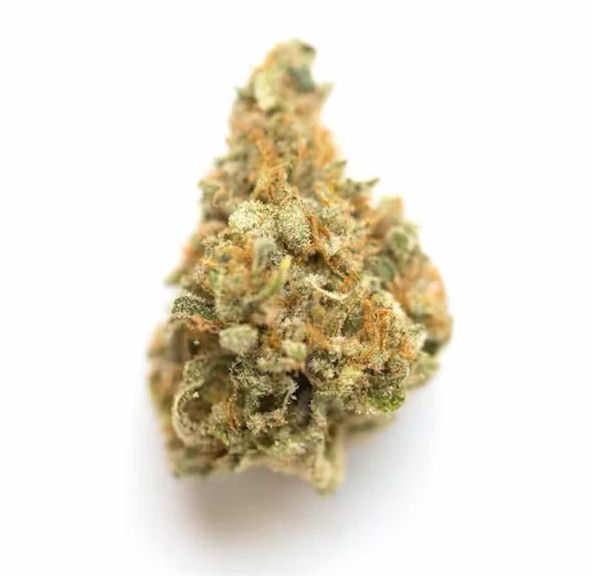 Kepos - Christmas Trees 14G - PREMIUM FLOWERS