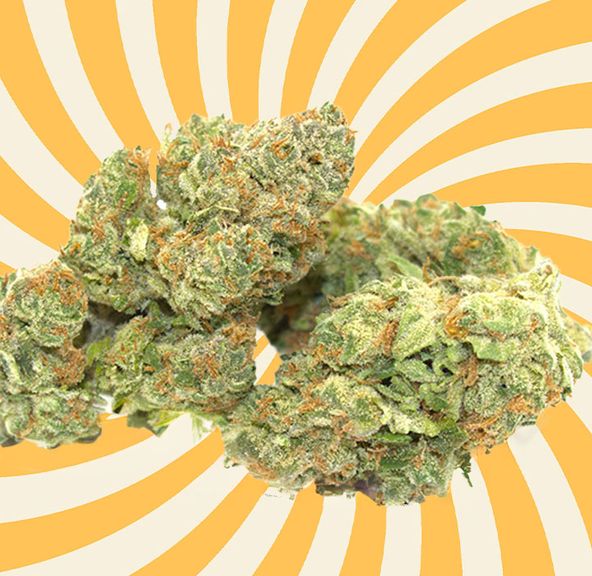 DREAM QUEEN by Purple Rose THC 30.21 % 14 Grams