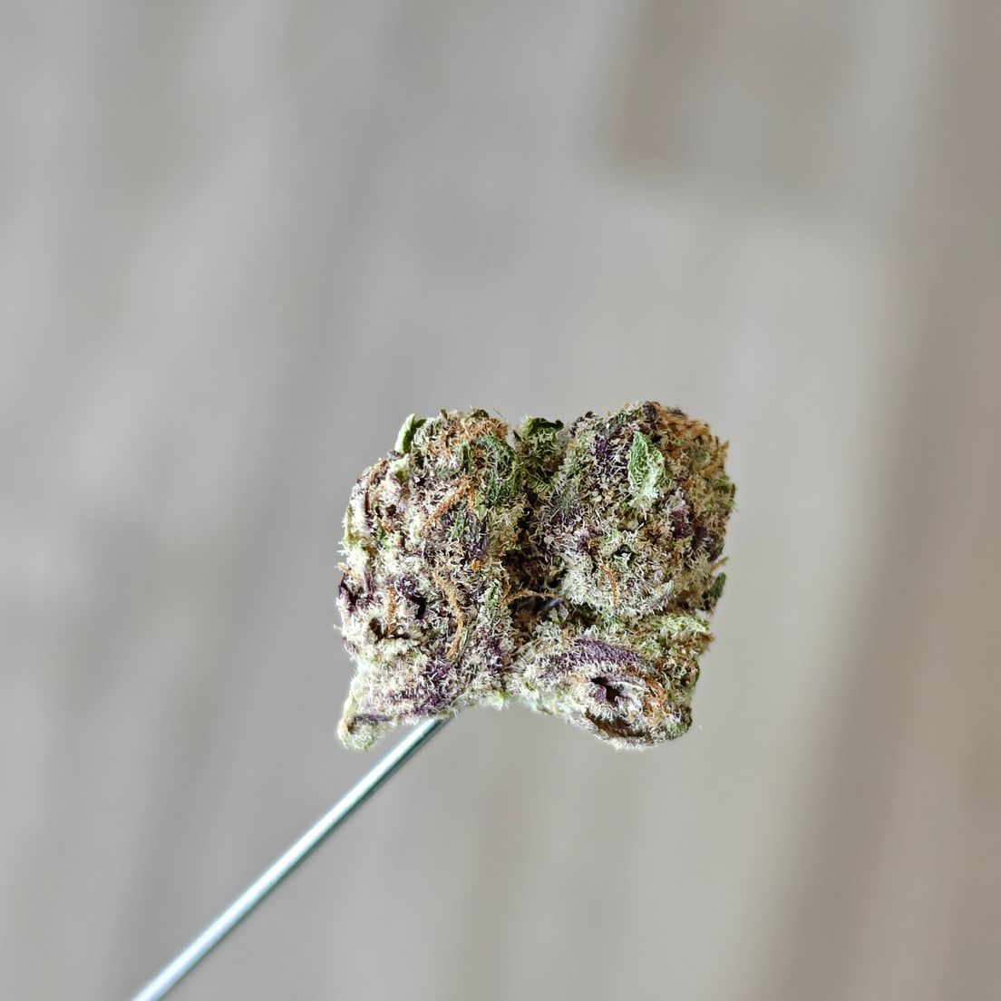 Galactic Frost
