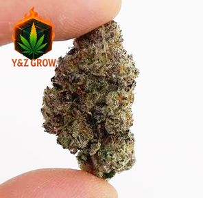 Critical Kush (Indica 90%) - Premium