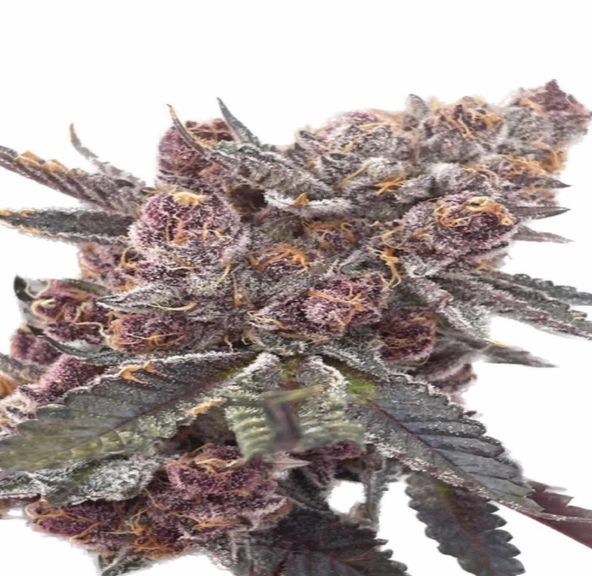 Forbidden Fruit