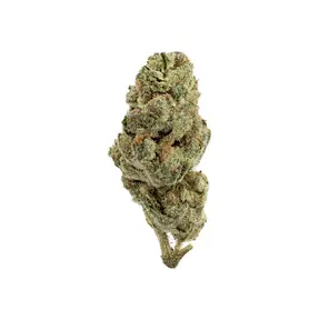 Black Cherry Gushers (Premium)