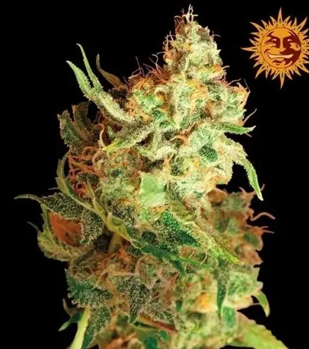 UpNorth-Red Dragon-3.5g-30% THC