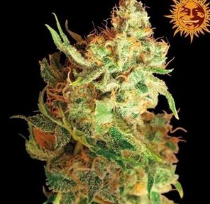 UpNorth-Red Dragon-3.5g-30% THC