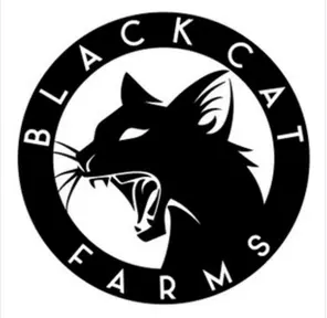 Black Cat Concentrates -1g - Widow Haze
