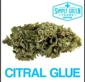 Citral Glue (I)
