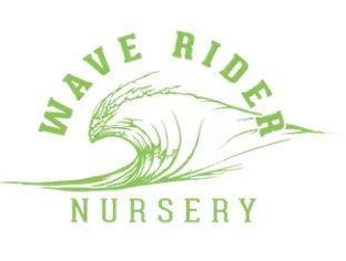 Wave Rider - Lemon Bars (36.70% Sativa Hybrid) - 3.5g Flower