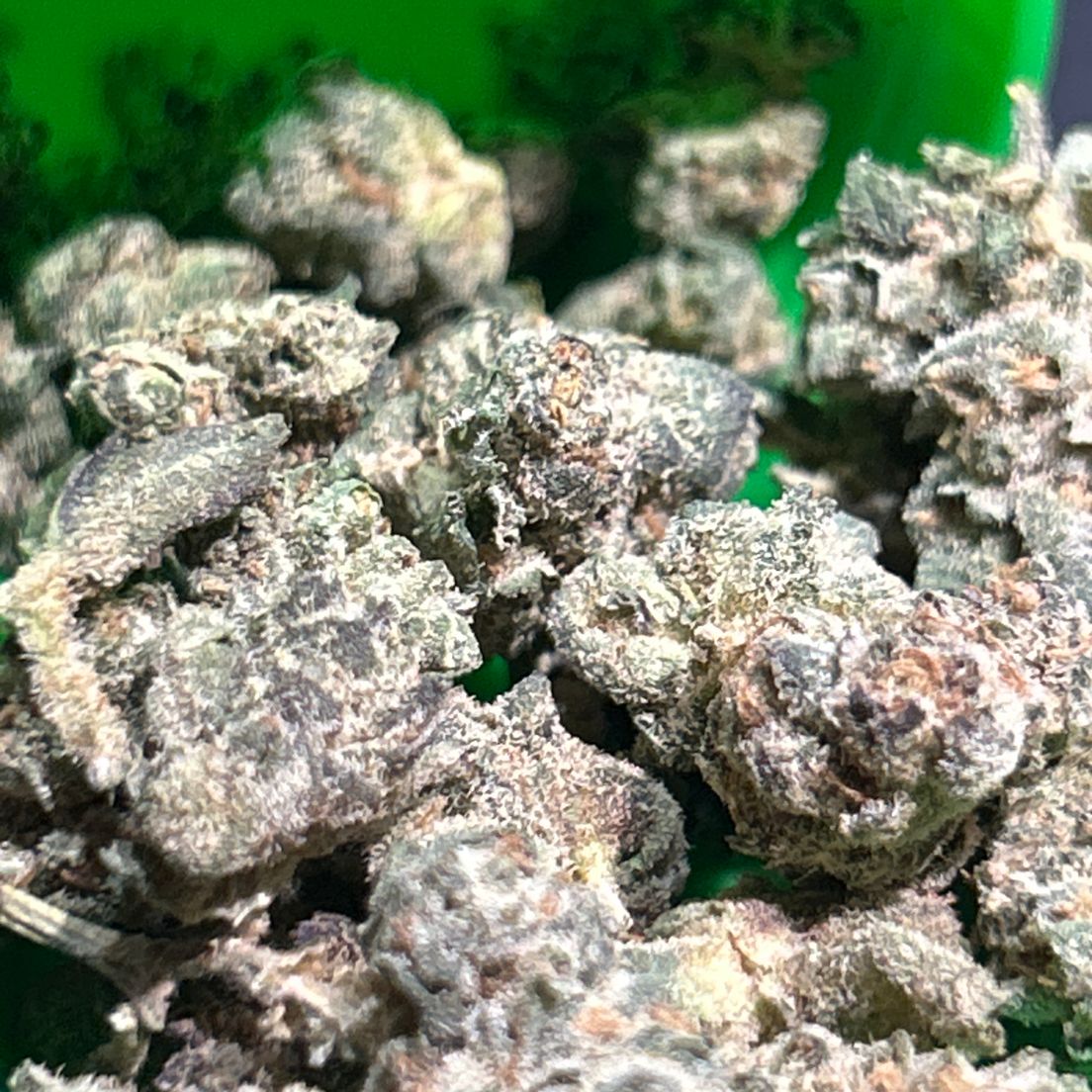 Orange Sherbet Runtz Flower