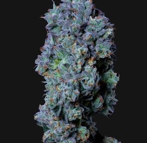 Flower-Biscuit Blues Bulk