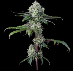 Cookies (Cultivated by DC's Finest) | Gary Payton - Flower | 3.5g | Hybrid