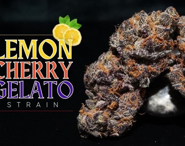 Lemon Cherry Gelato- 14g