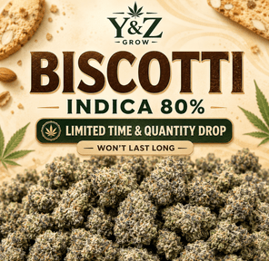 Biscotti (Indica 80%) - Premium Flower