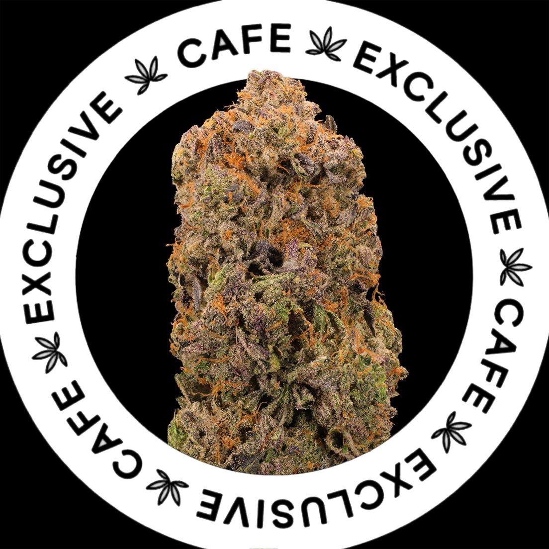 7G CAFE EXCLUSIVES- PINK WOODZ