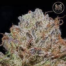 Maven Genetics - Blueberry Skittles - 3.5G