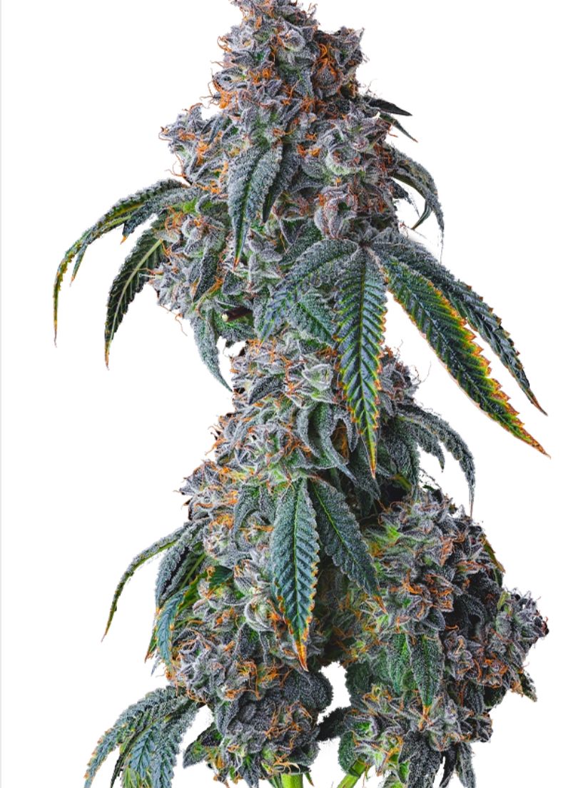 Cookies (Cultivated by DC's Finest) | Cereal Milk - Flower | 3.5g | Hybrid