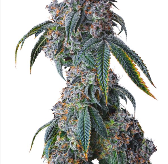 Cookies (Cultivated by DC's Finest) | Cereal Milk - Flower | 3.5g | Hybrid