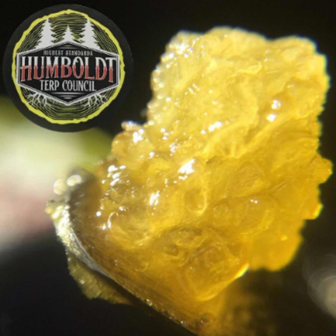 Humboldt Terp Council - Peach Z