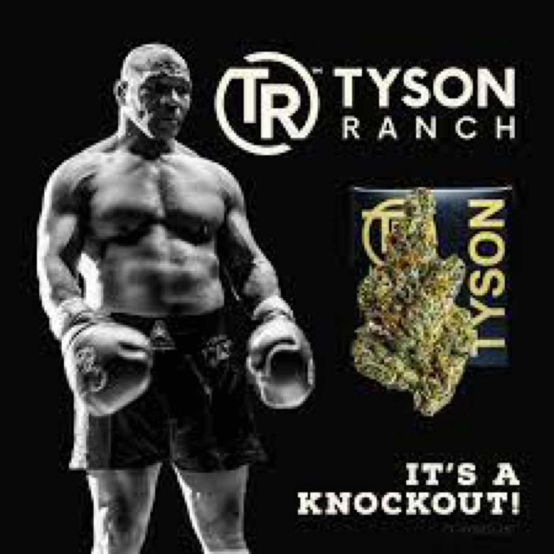 Knockout OG