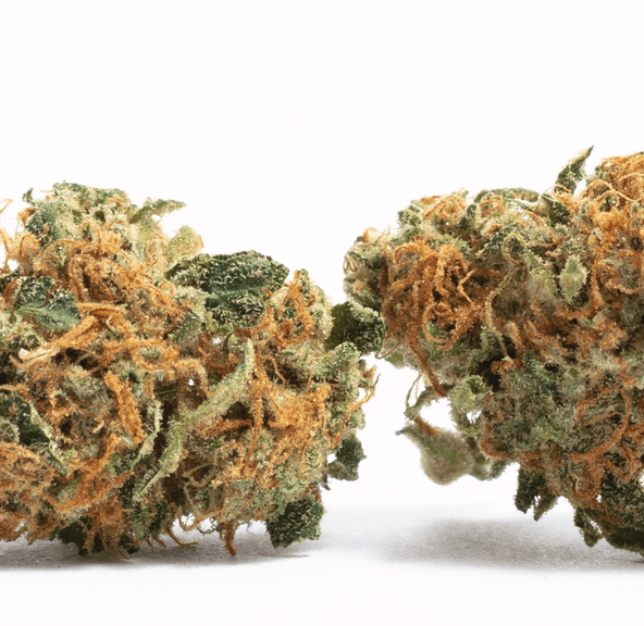Hydrotic - Bubble Bath - 4g (THC: 33.22%) Indica Dominant