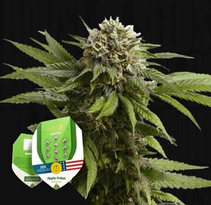 Apple Fritter I Royal Queen Seeds I Autoflowering I 1 ct