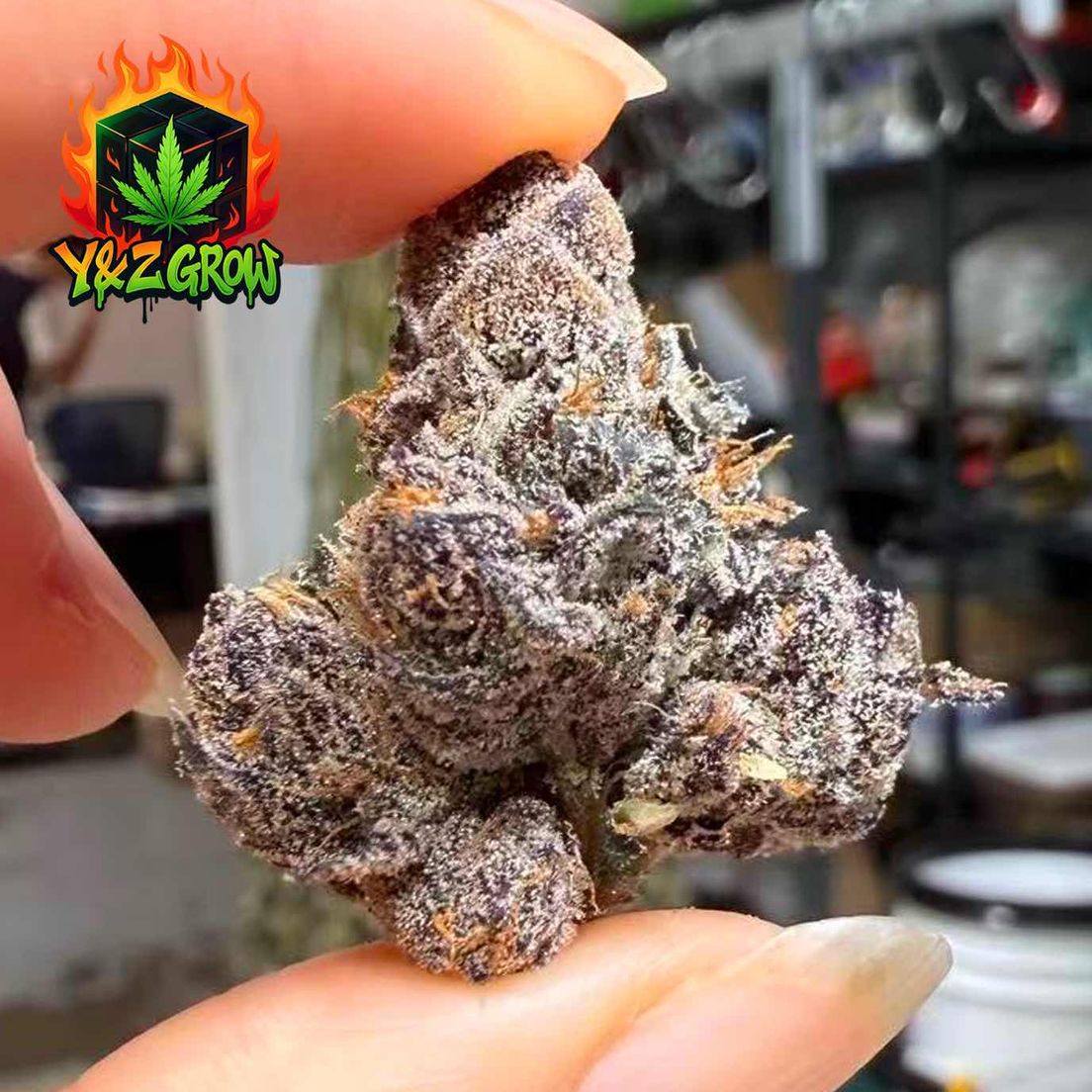 ?NEW?Crunch Berries (Hybrid) - Exotic