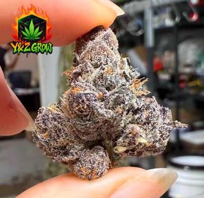 ?NEW?Crunch Berries (Hybrid) - Exotic