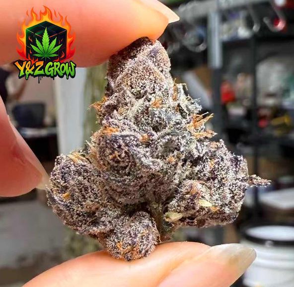 ?NEW?Crunch Berries (Hybrid) - Exotic